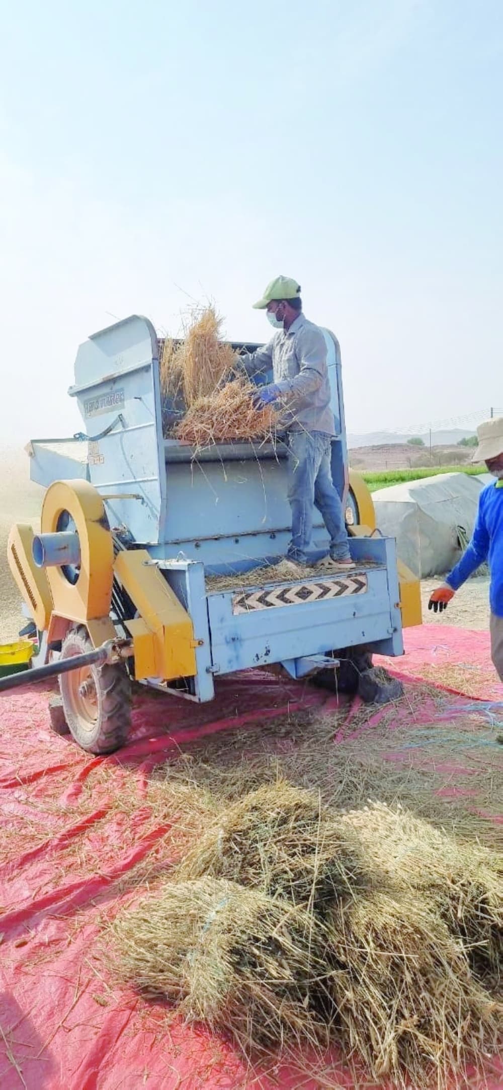 وادي قريات ببهلا تزرع 75 فدانا من القمح بإنتاجية تصل إلى 110 أطنان